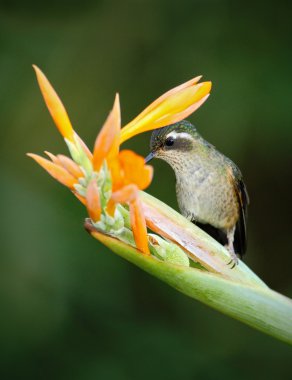 Hummingbird Long-tailed Sylph clipart
