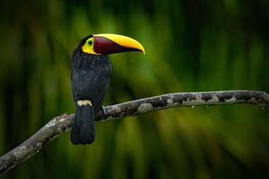 Kestane mandibled Toucan şube üzerinde oturan