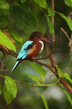White-throated Kingfisher sitting on the branch