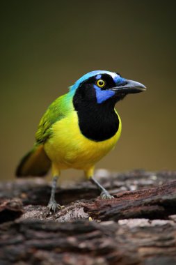 Portrait of yellow bird Green Jay clipart