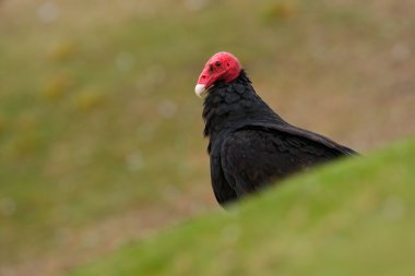 Ugly black bird Turkey vulture clipart