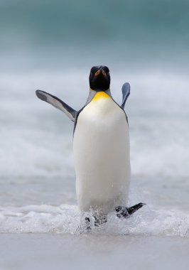 Büyük Kral penguen