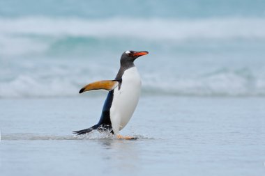 Gentoo penguen atlar dışarı su
