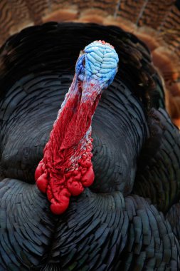 Wild Turkey portresi