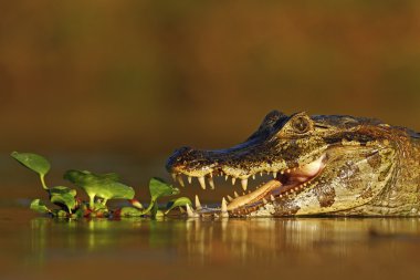 Yacare Caiman portresi