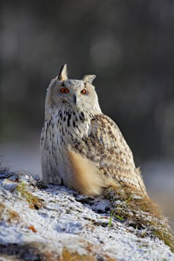 Doğu Sibirya kartal baykuş