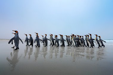 Bir grup Kral penguenler yeniden habitat, koyu mavi gökyüzü, Falkland Adaları