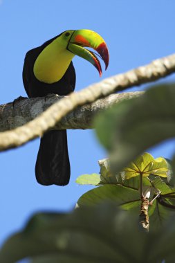 Keel-billed Toucan sitting on the branch clipart