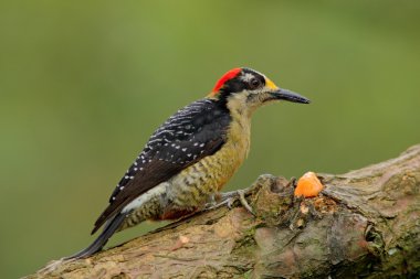 Black-cheeked Woodpecker clipart