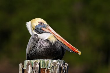 Brown Pelican on blurred background clipart