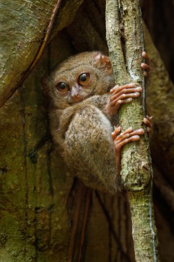Spektral Tarsier Portresi