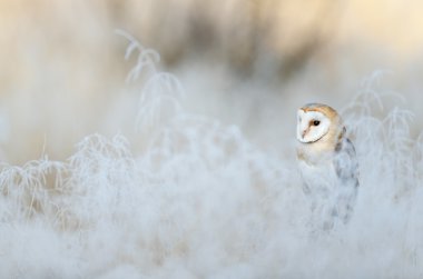 Bird Barn Owl clipart
