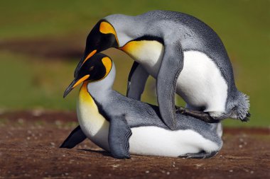 Çiftleşme Kral penguenler