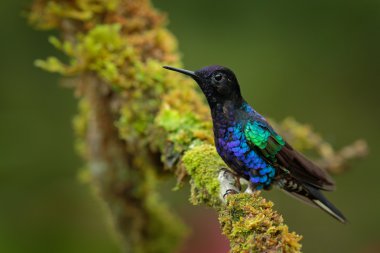 Kadife-mor Coronet dalda oturan