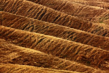 Sabah sis sarı alanları