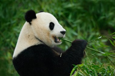 Portrait of Giant Panda clipart