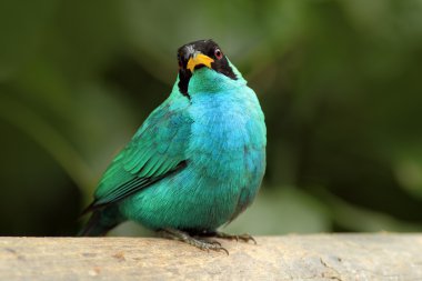 Kosta Rika dan yeşil Honeycreeper