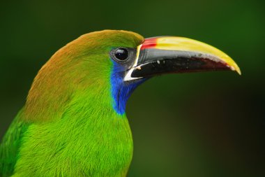 Mavi boğazlı Toucanet doğa ortamlarında