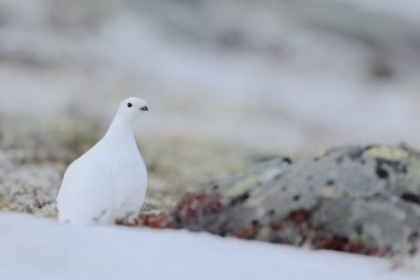 White bird sitting on the snow clipart