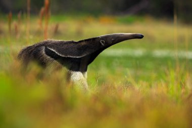 Giant Anteater in nature habitat clipart