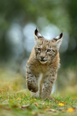 Cat Eurasian lynx clipart