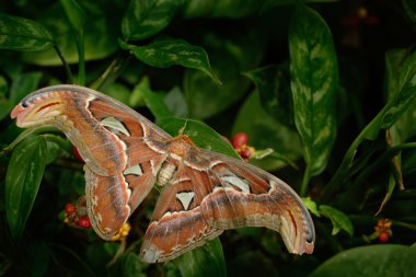 Güzel büyük kelebek