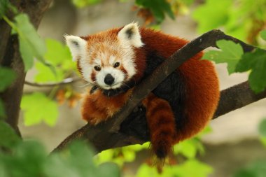 güzel kırmızı panda