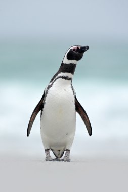 Magellanic penguin on the beach clipart