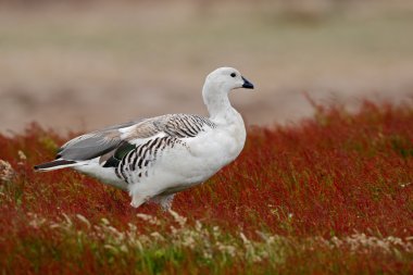 Wild white Upland goose clipart