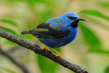 Kosta Rika dan Honeycreeper parlayan
