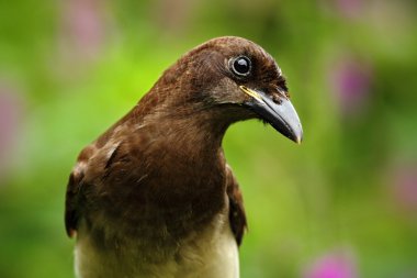 Brown Jay portre