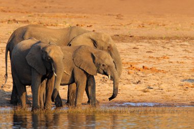 A herd of African elephants clipart