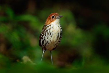 Kestane tepeli antpitta nadir kuş