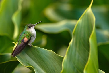 Stripe-tailed Hummingbird sitting on flower clipart