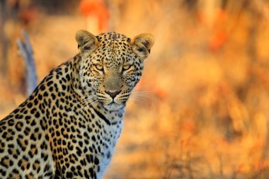 African Leopard in Hwange National Park clipart