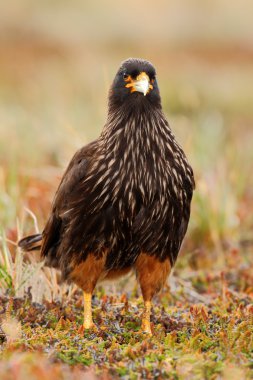Yırtıcı Kuş Strieted caracara portresi