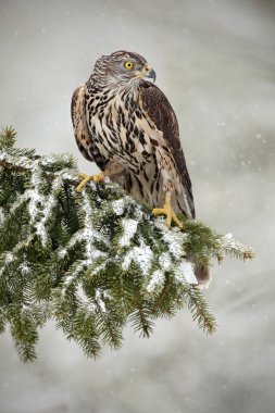 Oh Ladin şube oturan çakır kuşu