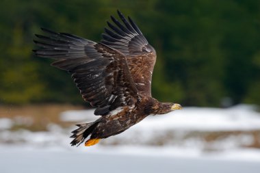 Beyaz kuyruklu kartal, Haliaeetus albicilla