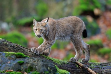 Wild cat Eurasian Lynx clipart