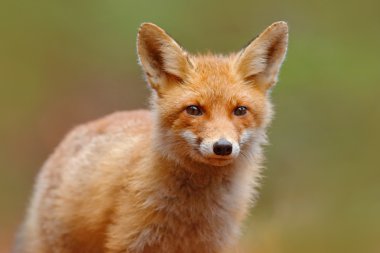 Red Fox cute portrait clipart