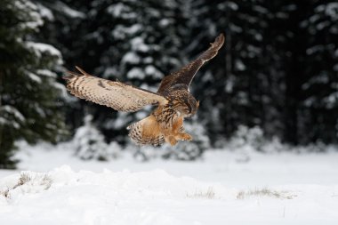 Avrasya kartal baykuş