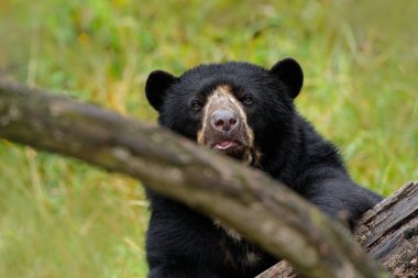 Portrait of Malayan Sun Bear clipart