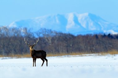 Hokkaido sika geyiği