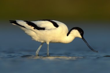 Siyah ve beyaz su kuşu