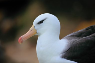 Kara kaşlı Albatros portresi