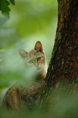 Vahşi kedi gizlenmiştir yeşil yaprakları