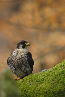 Yırtıcı Kuş Peregrine Falcon
