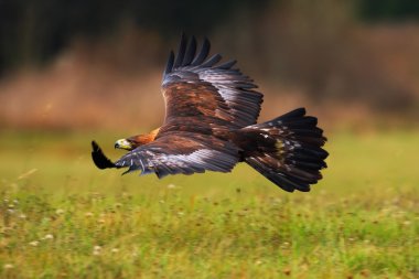 Altın çayır üzerinde uçan kartal