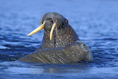 The walrus large flippered mammal clipart