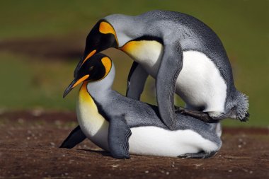 Wild mating king penguins clipart